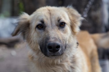Alsatian köpek