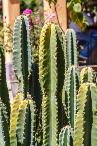Duży kaktus w ogrodzie — Zdjęcie stockowe