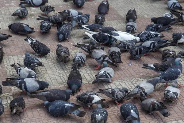 Pigeons on the street — Stock Photo, Image