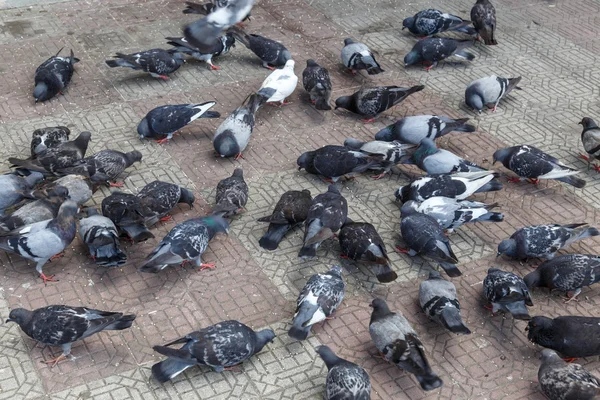 Pigeons on the street — Stock Photo, Image