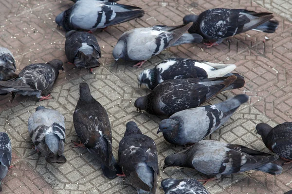 Pigeons on the street — Stock Photo, Image