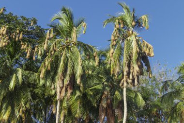 Avuç içi kuşlar yuvalarının