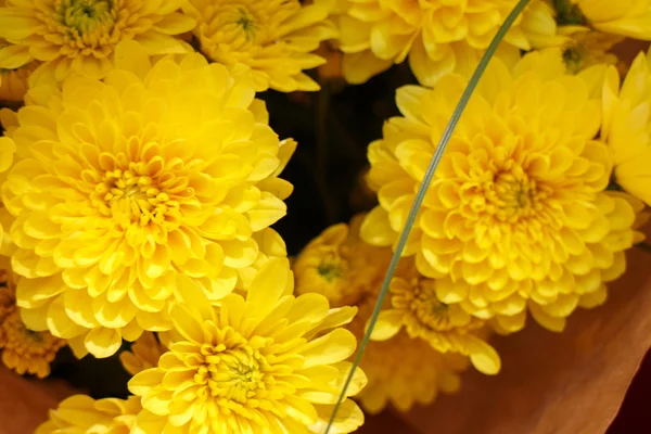 Flores amarelas em detalhe — Fotografia de Stock