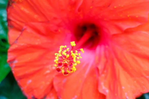 Rote tropische Blume — Stockfoto