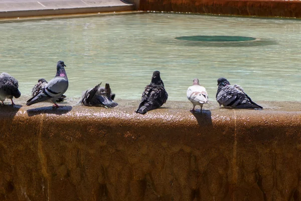 Pigeons dans une fontaine — Photo