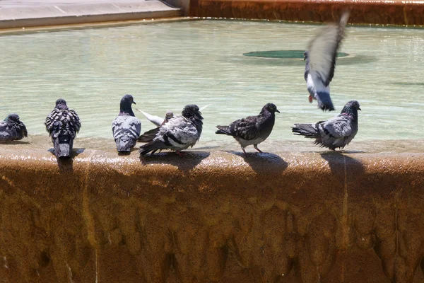 Pigeons in a fountain — Stock Photo, Image