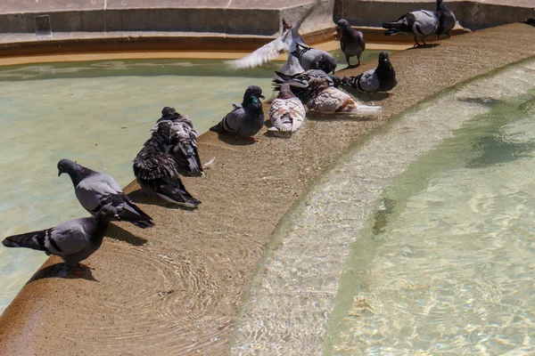 Tauben in einem Brunnen — Stockfoto