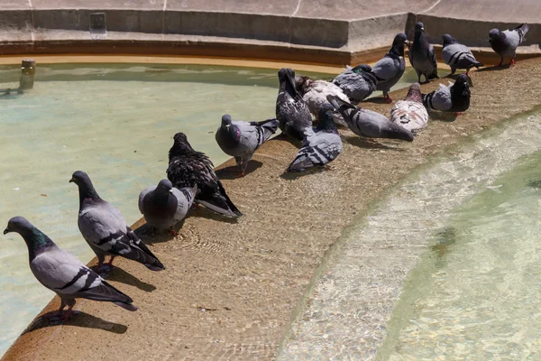 Groupe pigeon dans fontaine — Photo