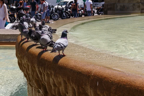 Pigeon in a fountine — Stock Photo, Image