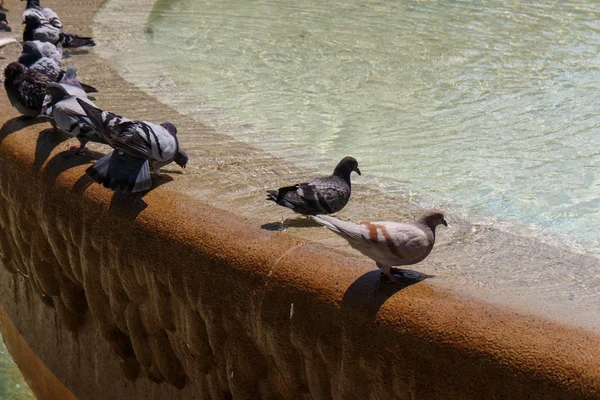 Tauben in einem Brunnen — Stockfoto