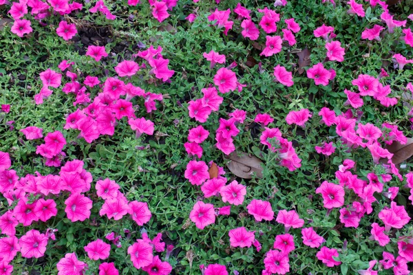 Flores púrpuras —  Fotos de Stock