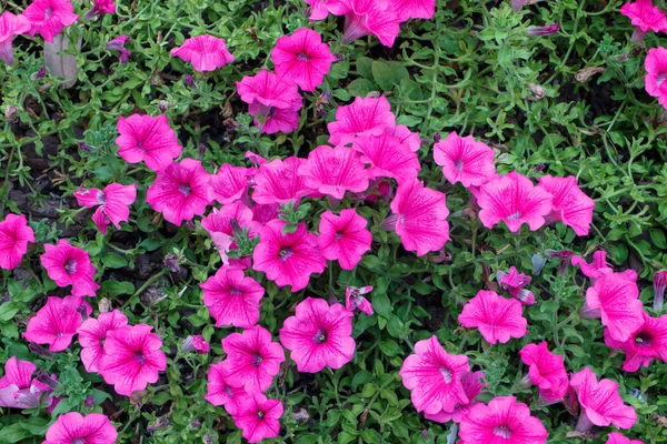 Pequeñas flores púrpuras de un jardín —  Fotos de Stock