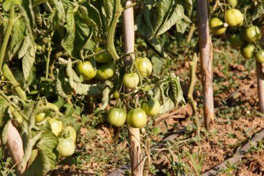 bir meyve bahçesinde büyüyen domates