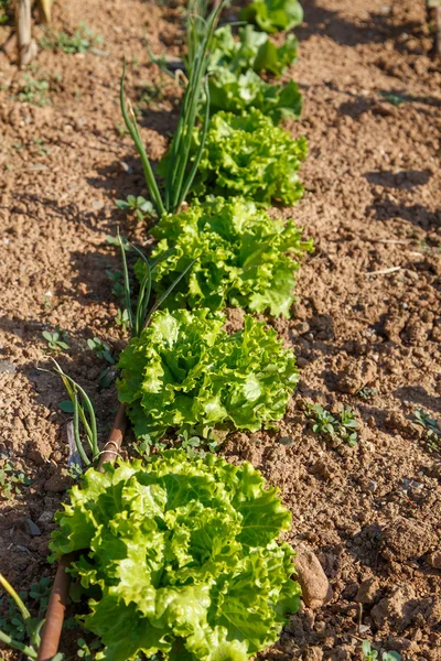 Lettuce in orchard — Stock Photo, Image