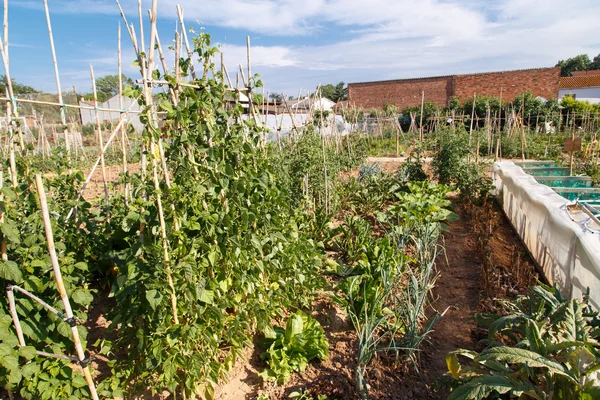 Tomatoes growing in an orchard — Stock Photo, Image