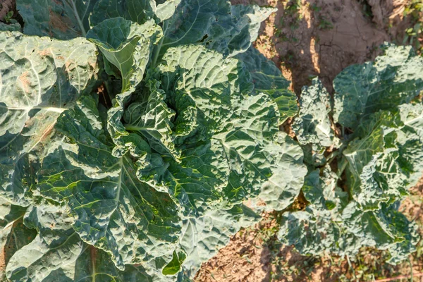 Cabbage — Stock Photo, Image