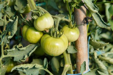 fabrikada olgunlaşma domates