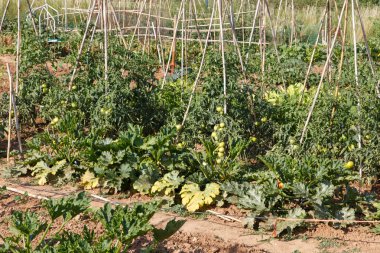 Akdeniz meyve bahçesi