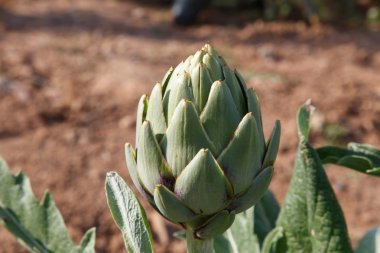 artichoke from an orchard in detail