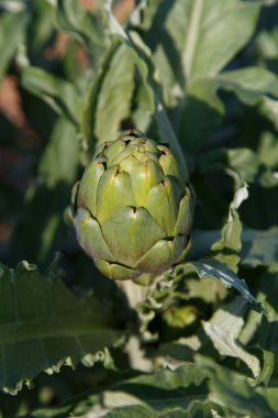 bir meyve bahçesinde büyüyen enginar