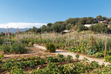 mediterranean orchard with vegetables growing