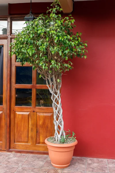 Tresse arbre dans une porte d'entrée — Photo