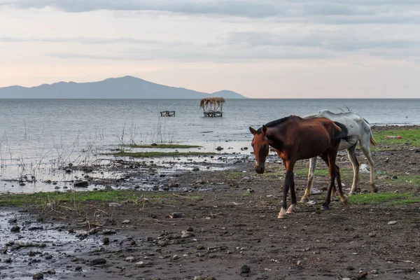Лошадь в Никарагуа — стоковое фото
