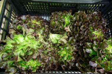 marul bir piyasa yığını