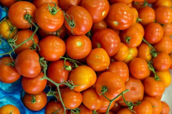 Tomater grupp — Stockfoto