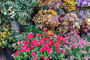 renkli çiçek buketleri bir çiçek Dükkanı