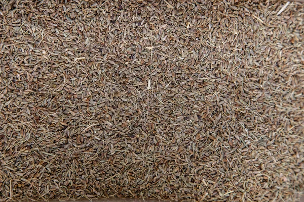 Kimyon tohum baharat — Stok fotoğraf