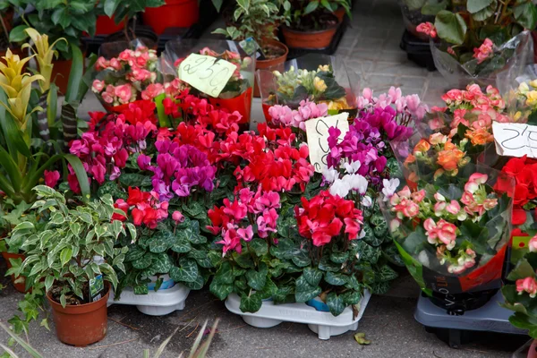 Flores de colores — Foto de Stock