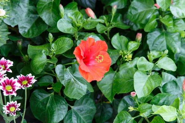 Öppnas hibbiscus röd blomma — Stockfoto