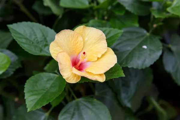 Hibbiscus flor amarela — Fotografia de Stock