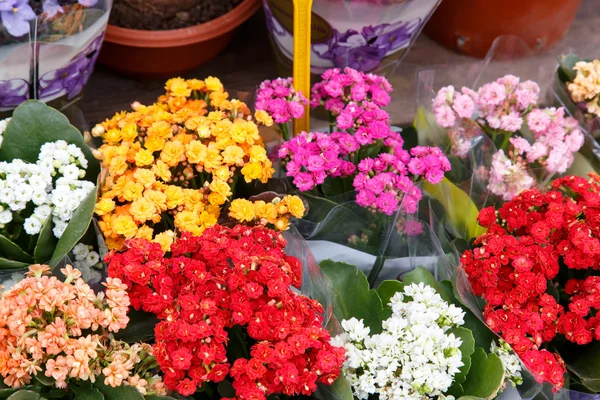 Flores de colores —  Fotos de Stock