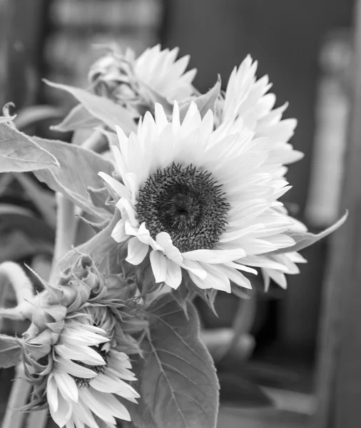 Tuscany sunflowers — Stock Photo, Image