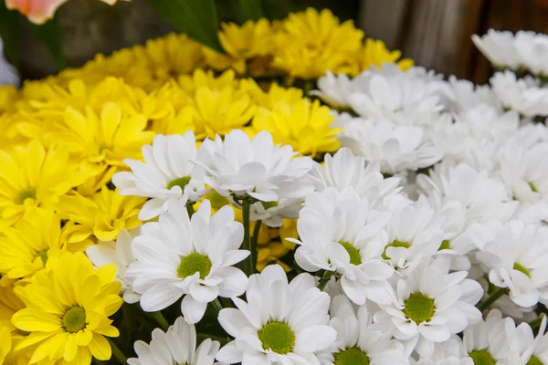 Жовті та білі квіти — стокове фото