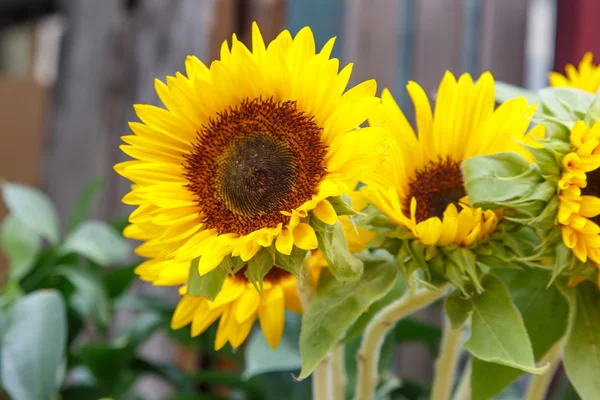 Toskana Sonnenblumen — Stockfoto