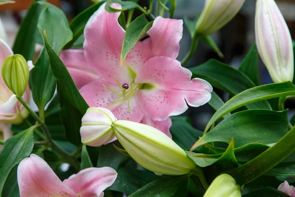 粉色热带花 — 图库照片