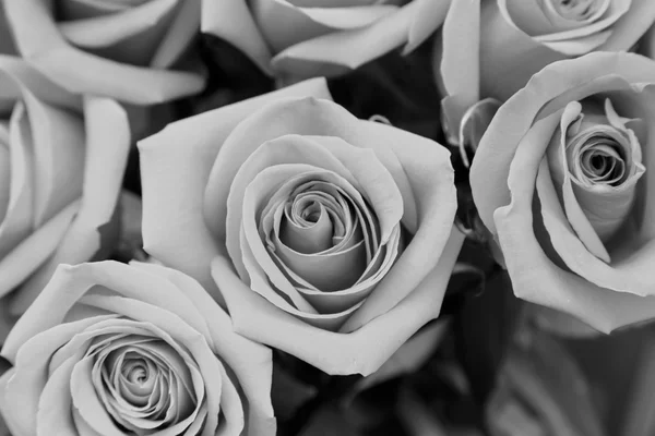 Розы как фон — стоковое фото