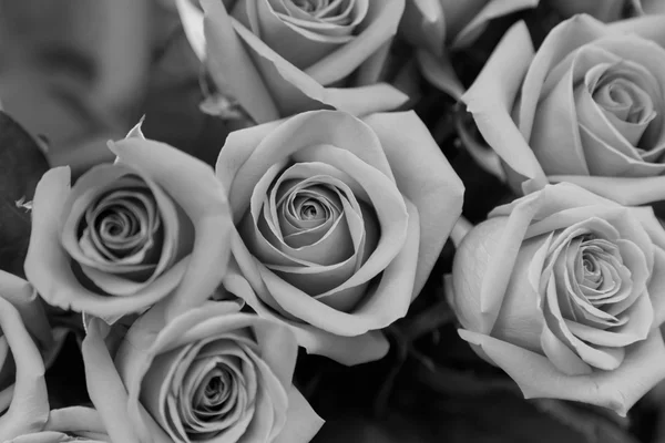 Roses comme toile de fond — Photo