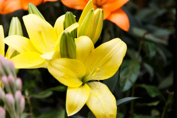 Flor tropical — Foto de Stock