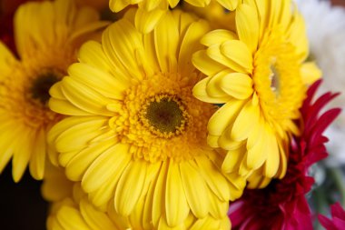 Arka plan olarak sarı çiçek