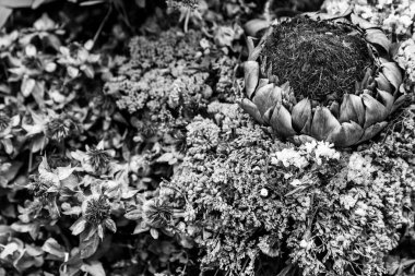 Kuru çiçekler Grup