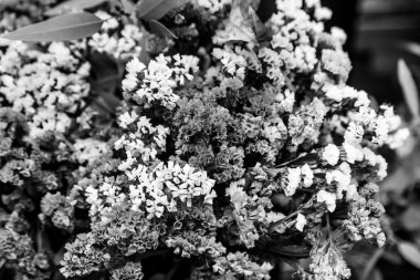 Kuru çiçekler Grup