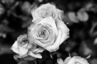 siyah ve beyaz güller