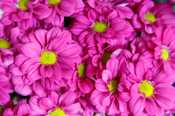 Cerise pink flowers — Stock Photo, Image