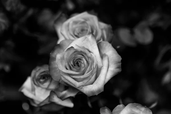 Roses en noir et blanc — Photo