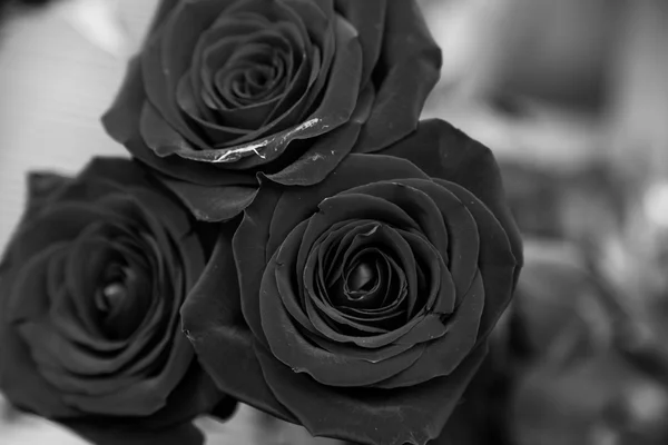 Roses sur noir et blanc — Photo
