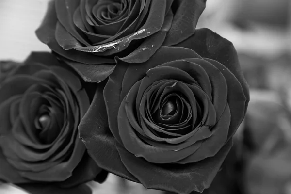 Розы в деталях — стоковое фото